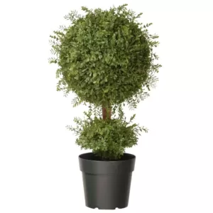 National Tree Company 30 in. Mini Tea Leaf 1 Ball Topiary in Green Round Growers Pot