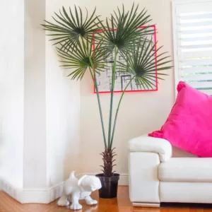 Nearly Natural 7 ft. UV Resistant Indoor/Outdoor Fan Palm Tree